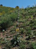 Phlomoides ostrowskiana