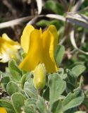 Caragana mollis