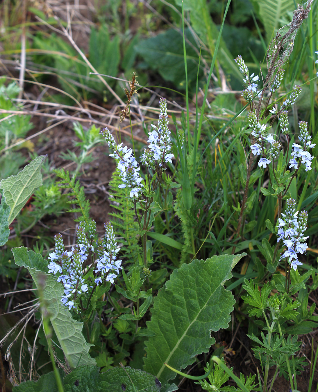 Изображение особи Veronica prostrata.