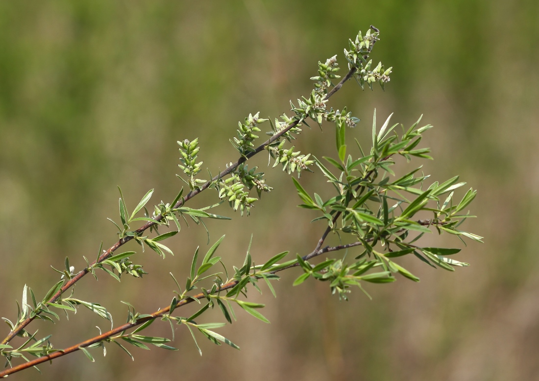 Изображение особи Salix brachypoda.