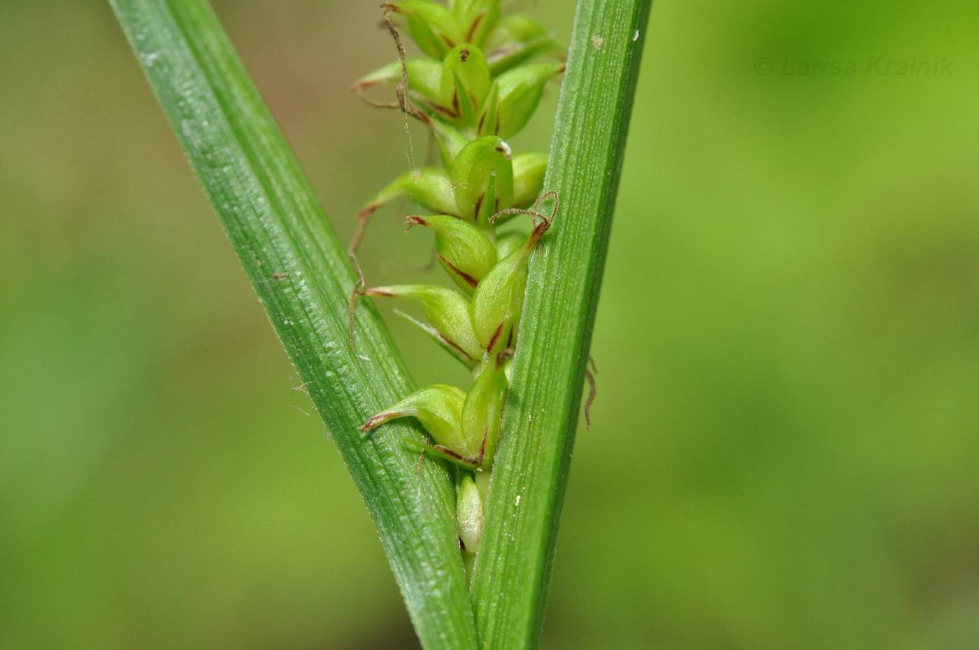 Изображение особи Carex dispalata.