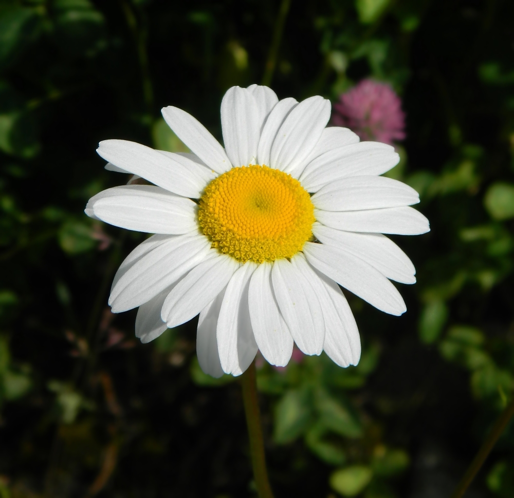 Изображение особи Leucanthemum vulgare.