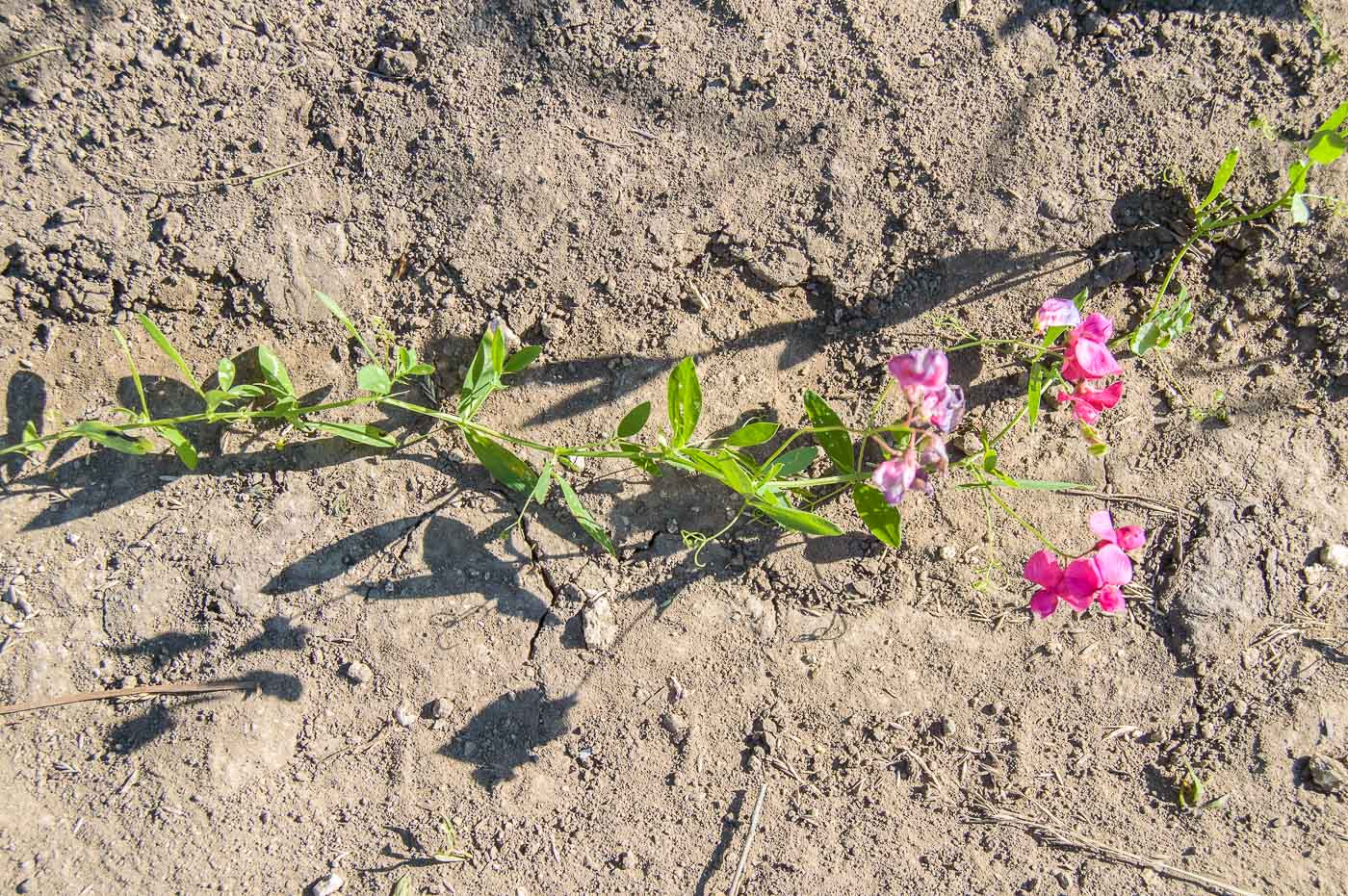 Изображение особи Lathyrus tuberosus.