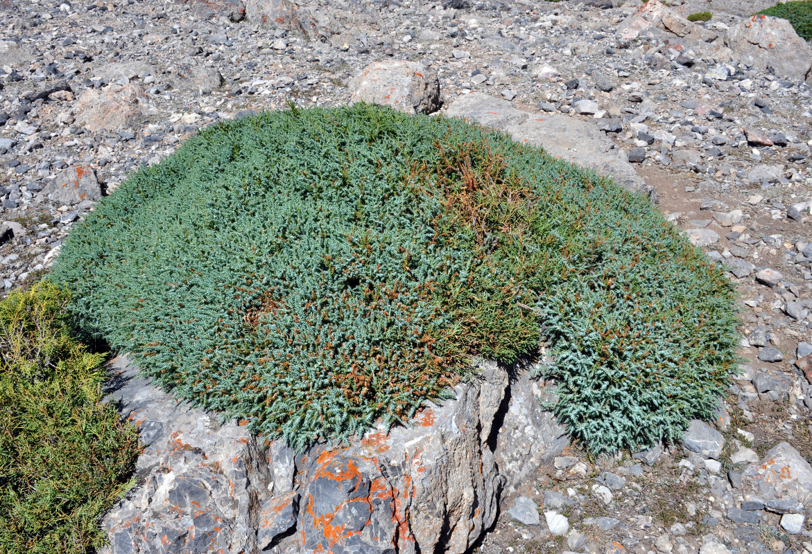 Изображение особи Juniperus turkestanica.