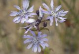 Lactuca sibirica