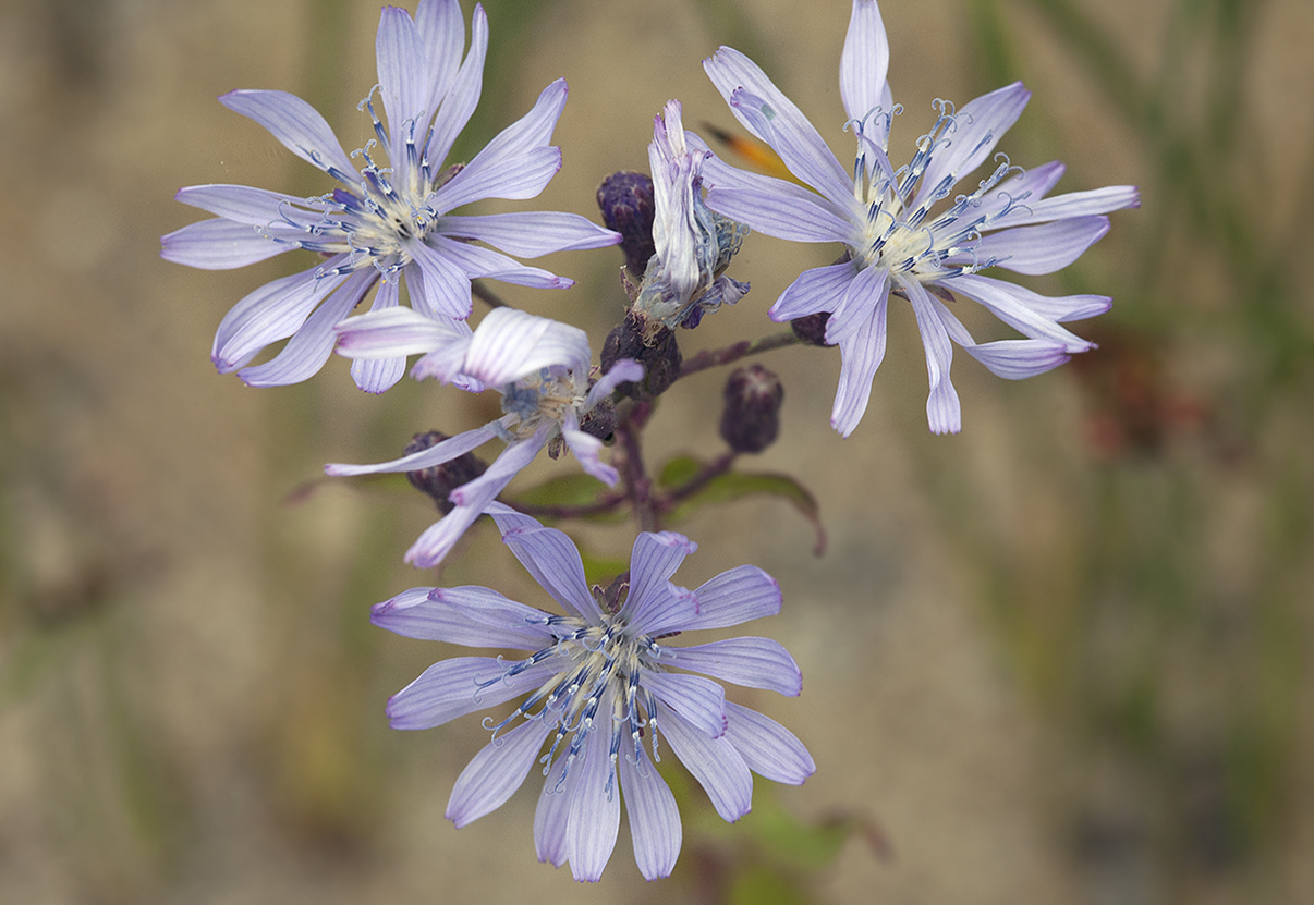 Изображение особи Lactuca sibirica.