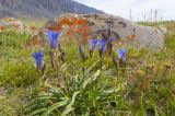 Gentiana decumbens. Цветущее растение. Монголия, аймак Баян-Улгий, сомон Цэнгэл, Монгольский Алтай, долина р. Цаган-Гол. 29.07.2008.