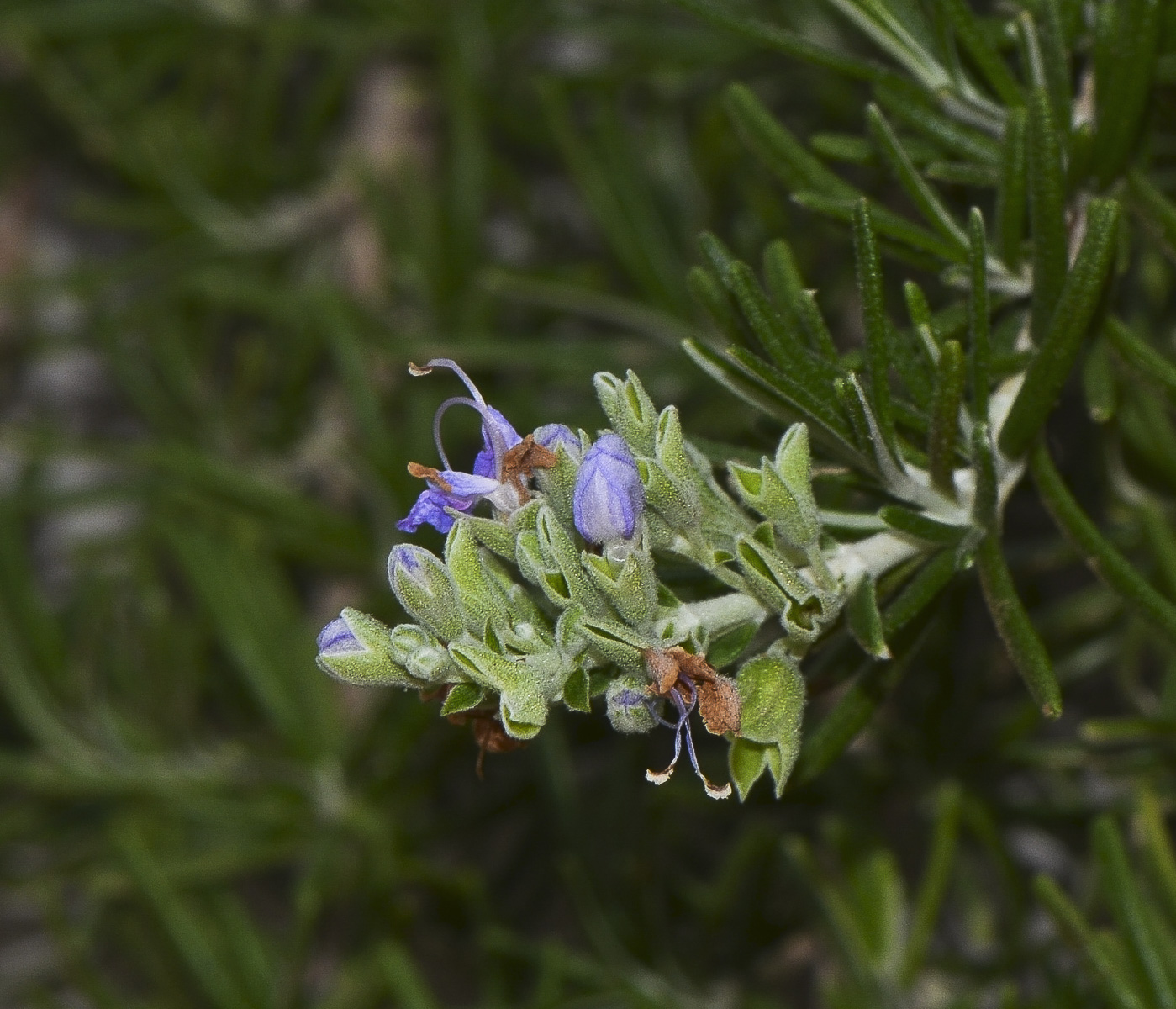 Изображение особи Rosmarinus officinalis var. prostratus.