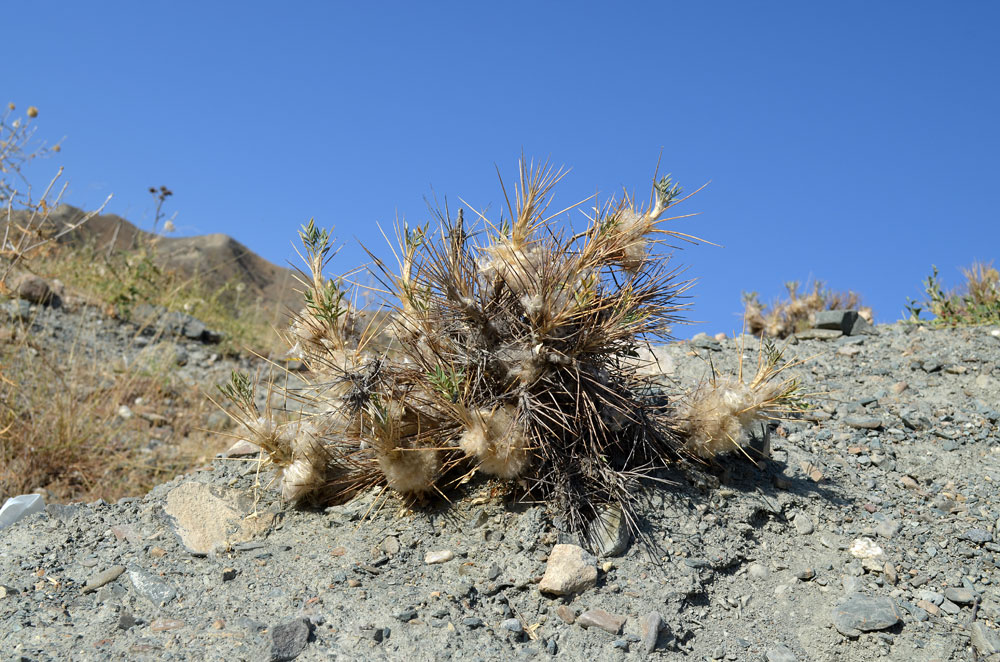 Изображение особи Astragalus pterocephalus.