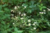 Erigeron annuus. Верхушка цветущего растения. Краснодарский край, г. Сочи, Лазаревский р-н, с. Верхнерусское Лоо, горный лес. 12.08.2017.