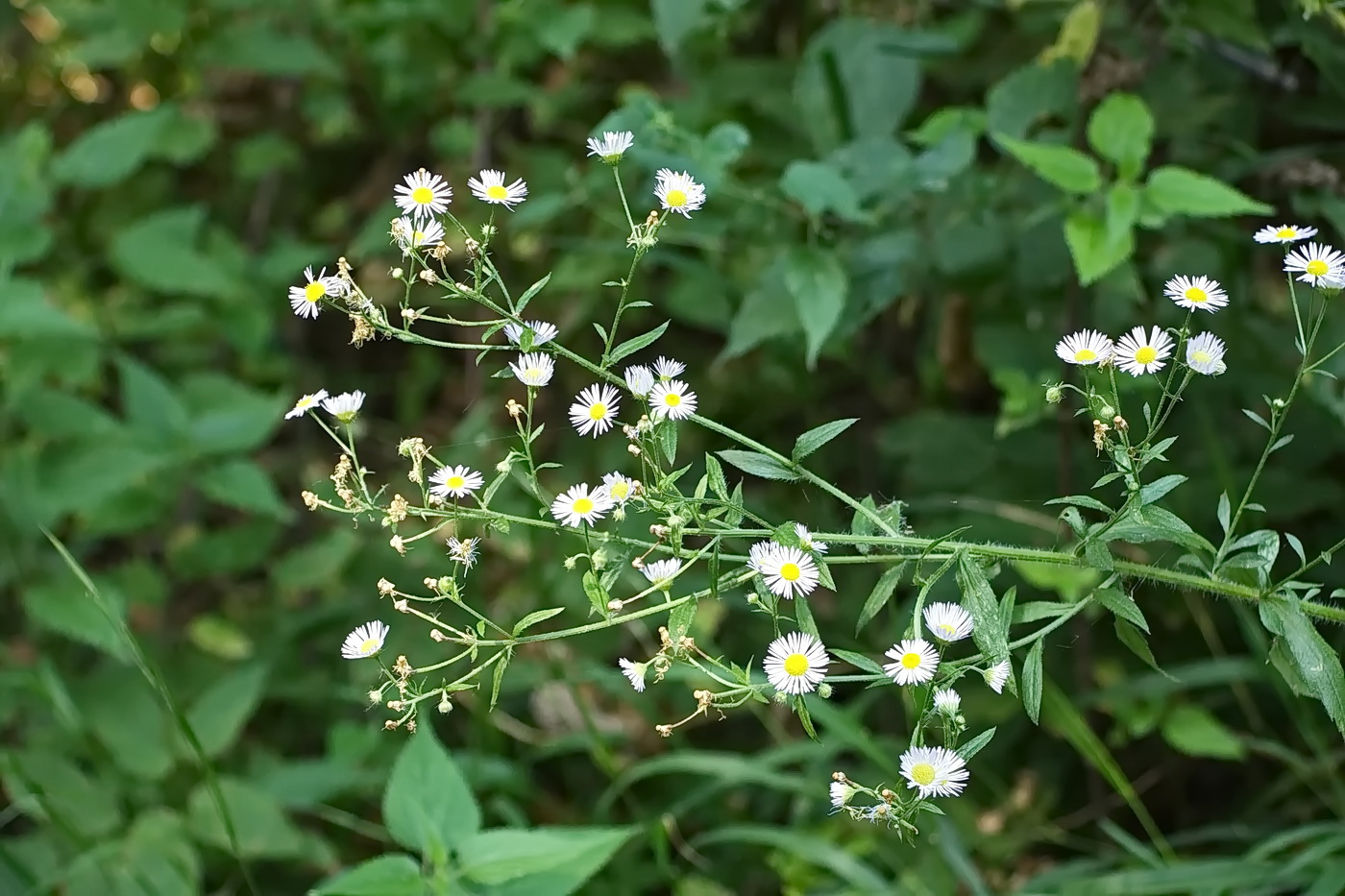 Изображение особи Erigeron annuus.