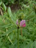 Vicia segetalis