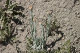 Helichrysum graveolens