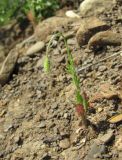 Papaver dubium