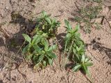 Saponaria officinalis