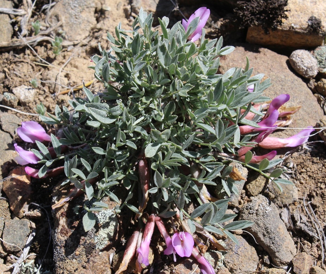 Изображение особи Astragalus kasachstanicus ssp. coloratus.