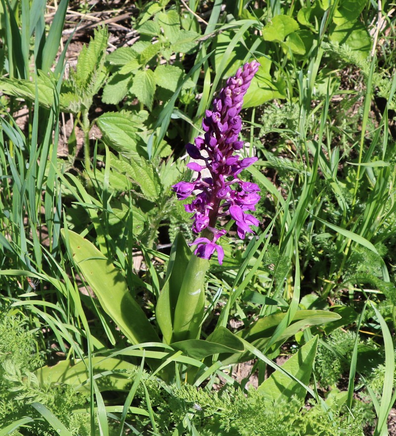 Изображение особи Orchis mascula.