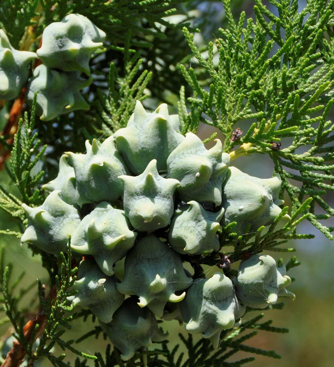 Изображение особи Platycladus orientalis.