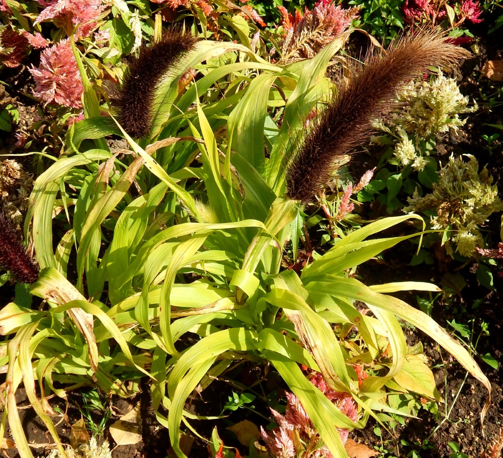 Изображение особи Pennisetum americanum.
