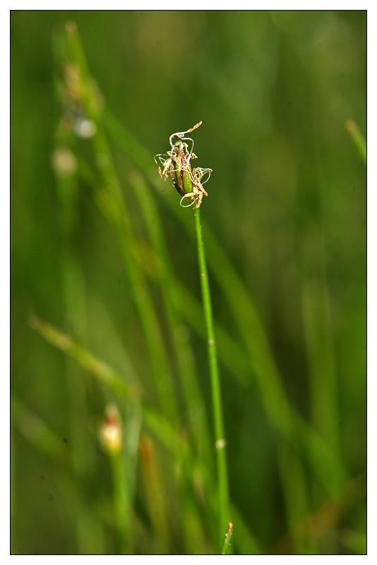 Изображение особи Eleocharis acicularis.