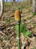 Equisetum hyemale