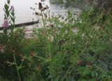 Sanguisorba officinalis