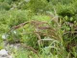 род Calamagrostis