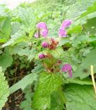 Lamium maculatum