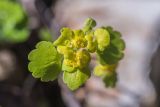 Chrysosplenium alternifolium. Соцветие. Адыгея, Майкопский р-н, долина р. Фарс, замшелый валун. 01.04.2023.