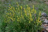 Verbascum marschallianum. Цветущие растения. Дагестан, Гунибский р-н, с. Гамсутль, ≈ 1400 м н.у.м., каменистый участок лугового склона. 29.07.2022.