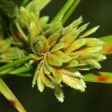 Cyperus eragrostis. Часть соцветия. Республика Абхазия, окр. г. Сухум, р. Гумиста. 26.08.2009.