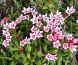 Loiseleuria procumbens