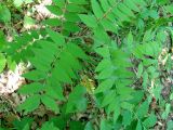 Vicia crocea