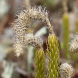 Lycopodium lagopus. Верхушка побега с прошлогодним стробилом. Видны характерные для вида признаки - волоски на кончиках листьев и споролистиков, стробил на ножке. Окрестности Мурманска, начало июня.