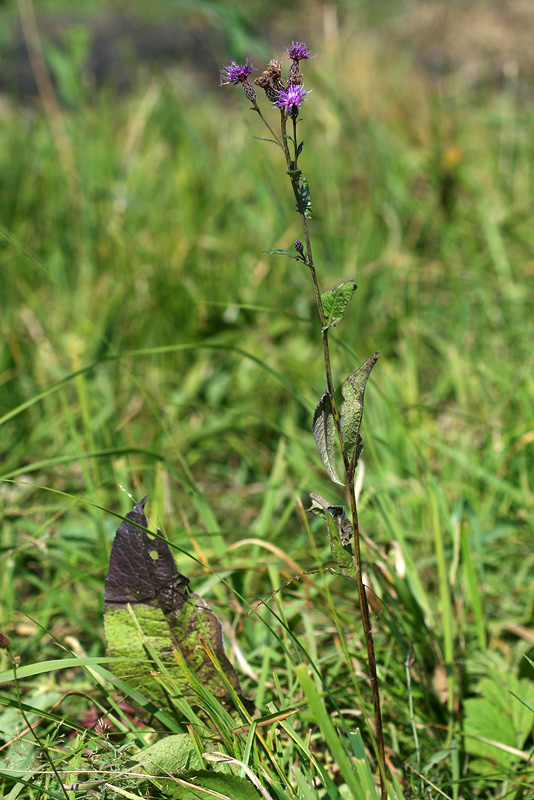 Image of Serratula tinctoria specimen.