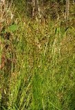 Juncus подвид fischerianus