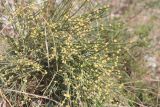 Ephedra distachya