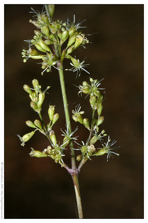 Изображение особи Silene borysthenica.