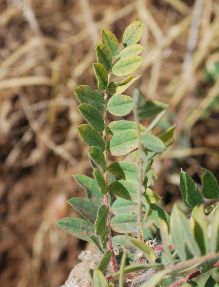 Изображение особи Astragalus amygdalinus.