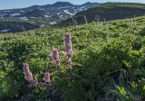 Castilleja rubra