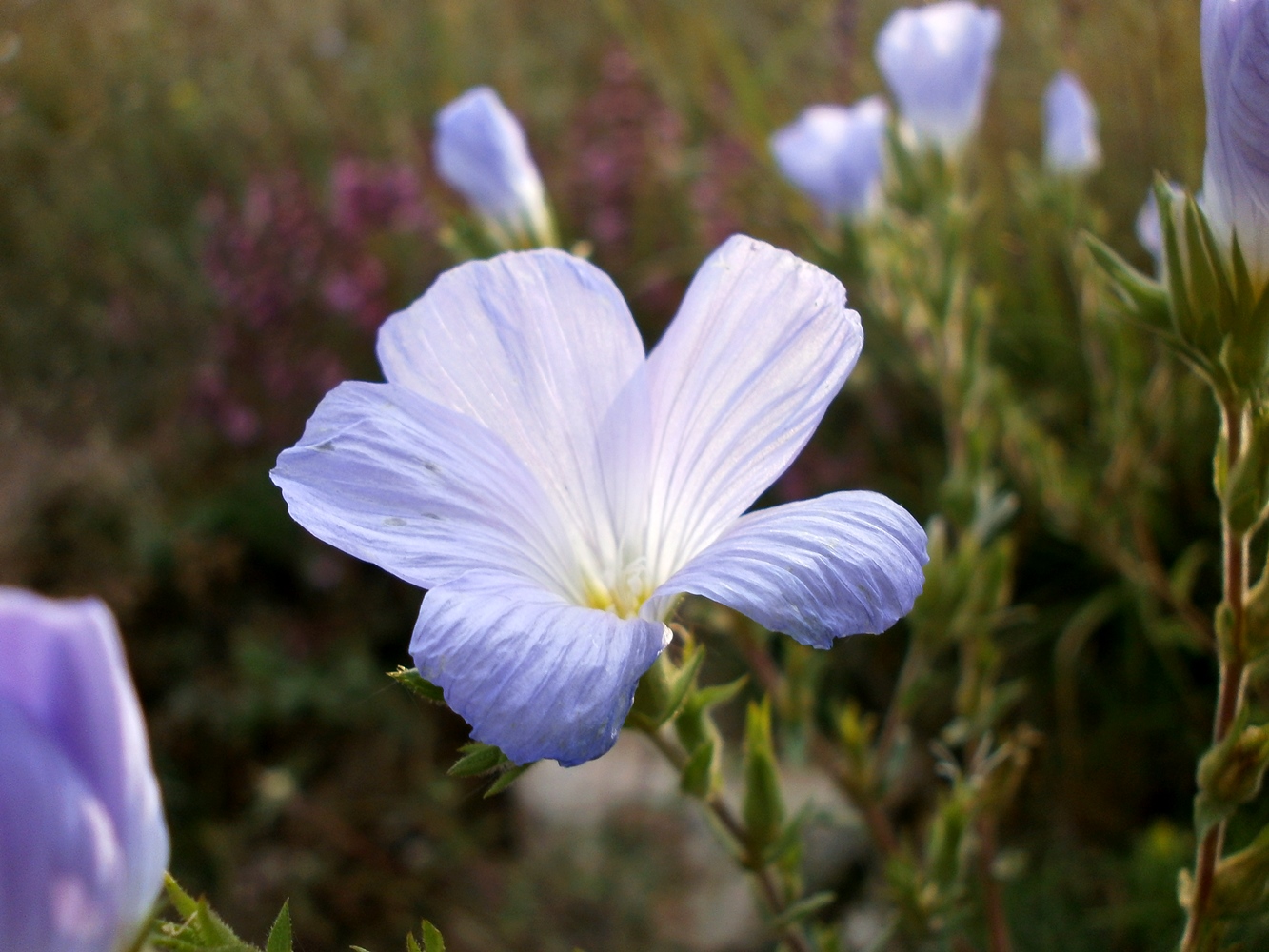 Изображение особи Linum lanuginosum.