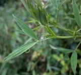 Lathyrus pratensis