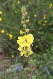 Verbascum spectabile