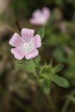 Malva setigera