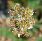 Sorbaria grandiflora