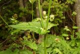 Cirsium oleraceum