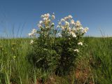 Clematis hexapetala