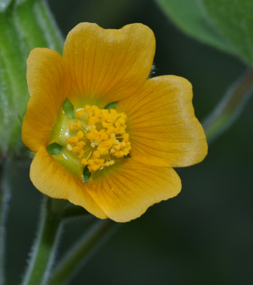 Изображение особи Abutilon theophrasti.