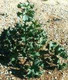Eryngium maritimum. Растение на ракушечном пляже Азовского побережья Крыма. Арабатская стрелка, конец июня.