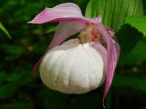 Cypripedium macranthos. Цветок (гипохромная форма). Приморье, окр. г. Находка. 06.06.2015.